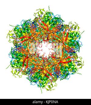 Bakterielle circadiane Uhr Eiweißmolekül. Computer Modell zeigt die molekulare Struktur des KaiC Protein gefunden in Cyanobakterien (Blaualgen). KaiC ist ein Protein, das durch die kaiC gen ausgedrückt und ist einer der drei wie Proteine, die für den Tag-Nacht-Rhythmen in diese Bakterien notwendig sind. Circadiane Rhythmen sind biologische 'Uhren' mit einer Frist in der Dauer in der Nähe der 24 Stunden, die Schlaf- und Fütterung Muster in Tiere regulieren. In Bakterien, sie sollen helfen, die Zellteilung regulieren. Stockfoto