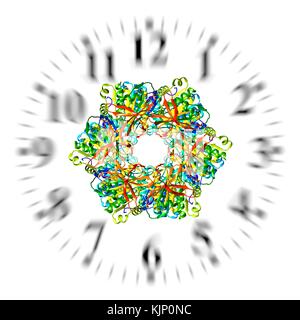 Abbildung: Eine bakterielle circadiane Uhr Eiweißmolekül und Ziffern, die eine biologische Uhr. Computer Modell zeigt die molekulare Struktur des KaiC Protein gefunden in Cyanobakterien (Blaualgen). KaiC ist ein Protein, das durch die kaiC gen ausgedrückt und ist einer der drei wie Proteine, die für den Tag-Nacht-Rhythmen in diese Bakterien notwendig sind. Circadiane Rhythmen sind biologische 'Uhren' mit einer Frist in der Dauer in der Nähe der 24 Stunden, die Schlaf- und Fütterung Muster in Tiere regulieren. In Bakterien, sie sollen helfen, die Zellteilung regulieren. Stockfoto