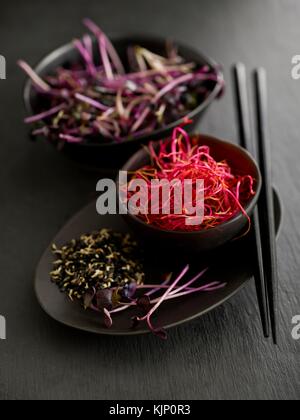 Keimen, Rote Beete, schwarze Bohnen, und lila Kresse in schwarz Schalen. Stockfoto