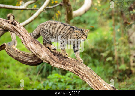 Eine schottische Wildkatze oder Highlands Tiger Stockfoto