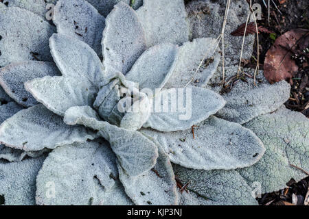 Frost Mäntel die Blätter einer gemeinsamen Königskerze (Verbasum thapsus) Pflanze in einem Garten im Winter. Stockfoto