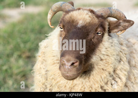 Nahaufnahme von Shetland Ram Stockfoto