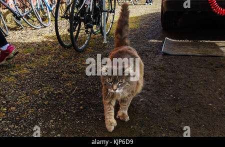 Katzen in der Regel Stockfoto