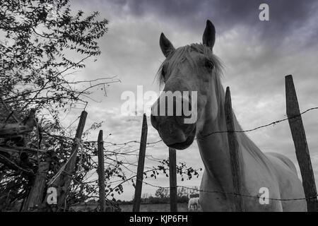 Weiße Pferd von Camargue Park, Provence, Frankreich Stockfoto