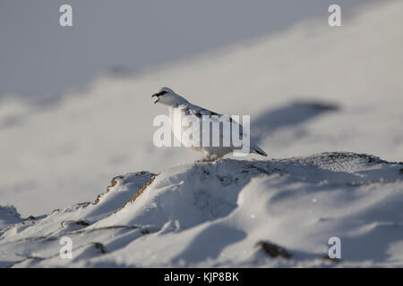 Ptarmigan, Rock, Lagopus Muta, thront im Winter schneebedeckten Hang auf Ben rinnes im Cairngorms Nationalpark, Schottland. Stockfoto
