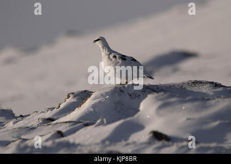Ptarmigan, Rock, Lagopus Muta, thront im Winter schneebedeckten Hang auf Ben rinnes im Cairngorms Nationalpark, Schottland. Stockfoto