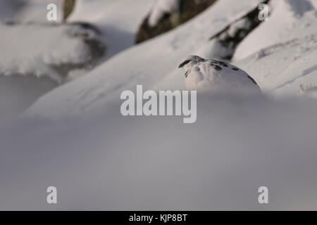 Ptarmigan, Rock, Lagopus Muta, thront im Winter schneebedeckten Hang auf Ben rinnes im Cairngorms Nationalpark, Schottland. Stockfoto