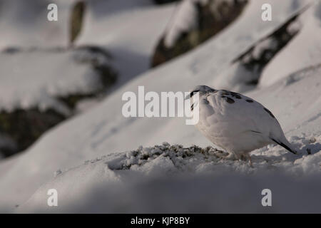 Ptarmigan, Rock, Lagopus Muta, thront im Winter schneebedeckten Hang auf Ben rinnes im Cairngorms Nationalpark, Schottland. Stockfoto