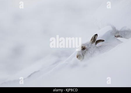 Berg hase Lepus timidus, Nahaufnahme, Porträt, während Sat im Winter Schnee auf den Pisten des Ben rinnes, Cairngorms National Park, Schottland Stockfoto