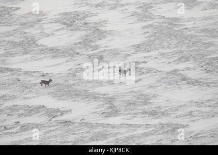 Rehe, Hyla arborea, über gefrorenen Schnee laufen abgedeckt Heather Hang off des Ben rinnes, Cairngorm National Park, Schottland. Stockfoto