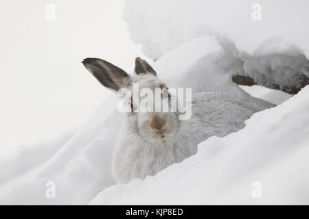 Berg hase Lepus timidus, Nahaufnahme, Porträt, während Sat im Winter Schnee auf den Pisten des Ben rinnes, Cairngorms National Park, Schottland Stockfoto