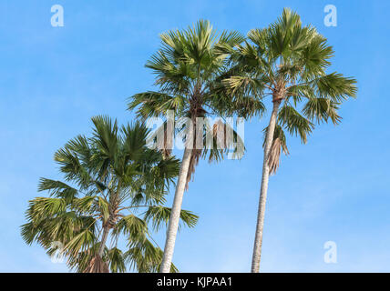 Palmen auf dem Hintergrund des blauen Himmels. roten Siegellack Palme, Lippenstift Palm, raja Palm, maharadscha Palm, cyrtostachys renda Zierpflanzen in Gärten Stockfoto