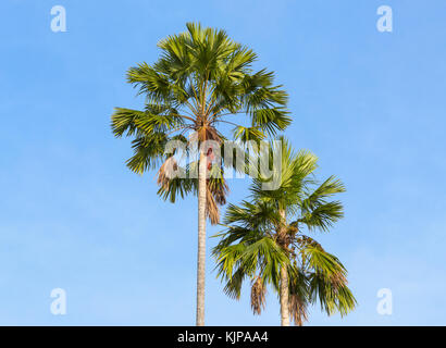 Palmen auf dem Hintergrund des blauen Himmels. roten Siegellack Palme, Lippenstift Palm, raja Palm, maharadscha Palm, cyrtostachys renda Zierpflanzen in Gärten Stockfoto