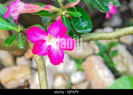 Desert Rose tropische Blume rosa Adeniums. Rosa mit Wassertropfen im Garten. (Wählen Sie Fokus Desert Rose tropische Blume und Unschärfe verschwommenen Hintergrund Stockfoto