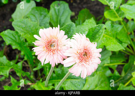 Blume gerbera Der gerbera Gattung. Rosa Gerbera mit Wassertropfen im Garten, barberton Daisy, Gerbera jamesonii, Daisy fromsouth Afrika. (Wählen Sie Stockfoto