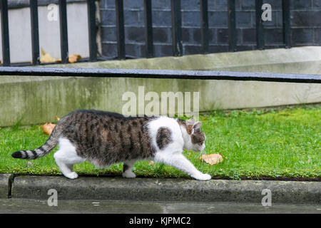 Downing Street. London, UK. 27 Nov, 2017. Larry ist der 10 Downing Street cat heraus und über wie der britische Premierminister theresa Mai erwartet die Ankunft des Ministerpräsidenten der Türkei binali Yildirim Downing Street. Credit: dinendra Haria/alamy leben Nachrichten Stockfoto