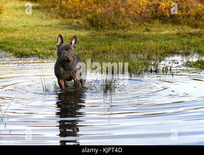 Blaue französische Bulldogge stand in einem Stream nach dem Spielen in der späten Nachmittagssonne, int Kamera mit verschwommenen Hintergrund für Text Overlay und kopieren Sie sp Stockfoto