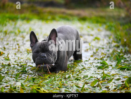 Lustig Bild der blaue Französische Bulldogge, spielen in einem Stream auf dem Land Essen, verschwommenen Hintergrund Text Overlay unterzubringen Stockfoto