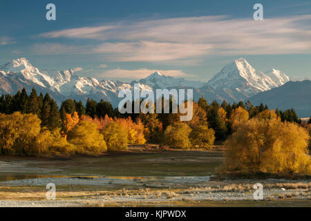 Cook steigen über den Herbst Farben der Weiden an den Ufern des Sees Pukaki Stockfoto