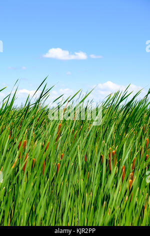 Dichte Konzentration von breitblättrigem Spitzschwanz, gewöhnlichem Bulrush (Typha latifolia) am Marsch, am Ufer des Lake Erie, Point Pelee National Park, Ontario, Kanada. Stockfoto