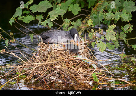 Weibliche Blässhuhn (Fulica atra) pflegende Küken im Nest im Stream Stockfoto