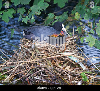 Weibliche Blässhuhn (Fulica atra) pflegende Küken im Nest im Stream Stockfoto