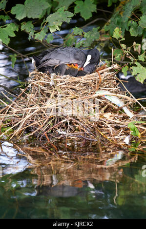 Weibliche Blässhuhn (Fulica atra) pflegende Küken im Nest im Stream Stockfoto