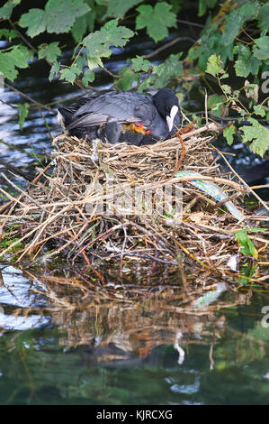 Weibliche Blässhuhn (Fulica atra) pflegende Küken im Nest im Stream Stockfoto