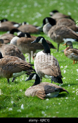 Große Gruppe Kanadagänse (Branta canadensis) auf Gras, Putzende weißen Flaumfedern Stockfoto