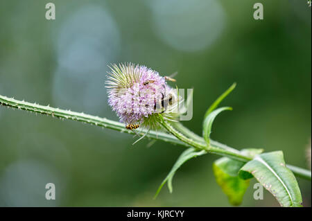 Bienen und Wespen ernähren von Thistle Blume in wildflower Meadow Stockfoto