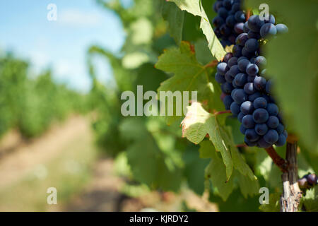 Traubenranken in einem Weinberg. Stockfoto