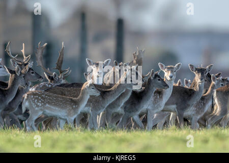 Herde von parkland Damwild (Dama Dama) am Holkham, North Norfolk. Stockfoto