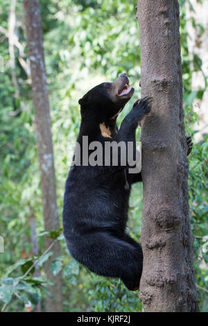 Bornesischen Sun Bear (Helarctos malayanus euryspilus), Sabah, Malaysia Stockfoto