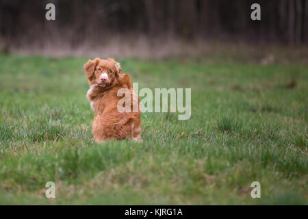 Porträt der Hunderasse Nova Scotia Duck Tolling Retriever Stockfoto