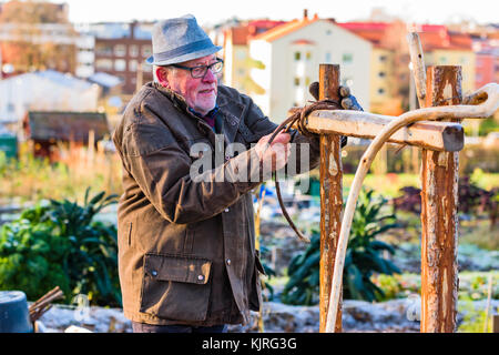 Vaxjo, Schweden - 13. November 2017: Dokumentation des Alltags und der Umwelt. Senior Mann, der einen kleinen Ast an Holzbau in städtischem Schloß bindet Stockfoto