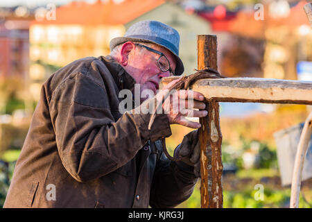 Vaxjo, Schweden - 13. November 2017: Dokumentation des Alltags und der Umwelt. Senior Mann, der einen kleinen Ast an Holzbau in städtischem Schloß bindet Stockfoto