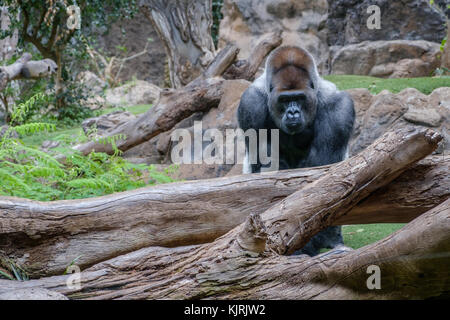 Gorilla Porträt: Silverback Gorilla in die Kamera schaut Stockfoto
