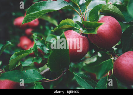 Reife rote Äpfel in einem Obstgarten bereit für die Ernte. Stockfoto