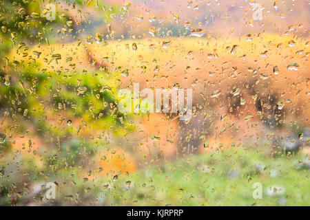 Tropfen Regen auf ein Fenster. Blur Wald im Hintergrund. Stockfoto