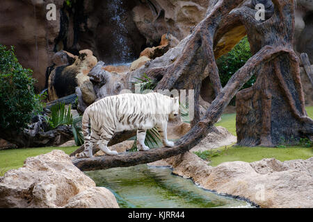 Albino Tiger, weiß Bengal Tiger Stockfoto