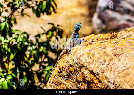 Southern Rock agama Lizard oder Agama atra, mit seinen blau metallic colered Kopf auf einem bunten gelben Felsen am Blyde Canyon entlang der Panorama Route Stockfoto