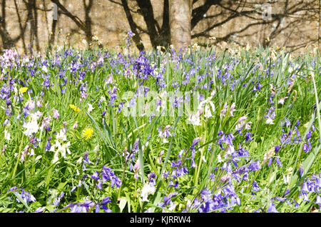 Bluebells und Wildblumen vor einer Wand Stockfoto