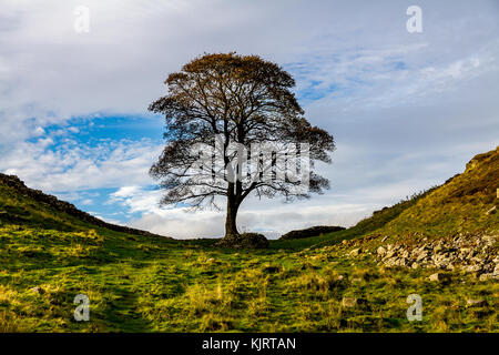 Sycamore Gap auf dem Hadrian's Wall Path, Henshaw in der Nähe von Hexham, Northumberland National Park. Stockfoto