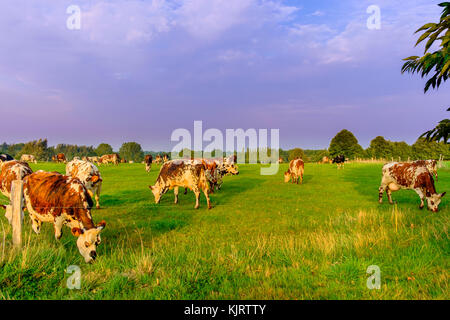 Kühe in einem Feld der Orne Landschaft bei Sonnenuntergang im Sommer, Normandie Frankreich Stockfoto