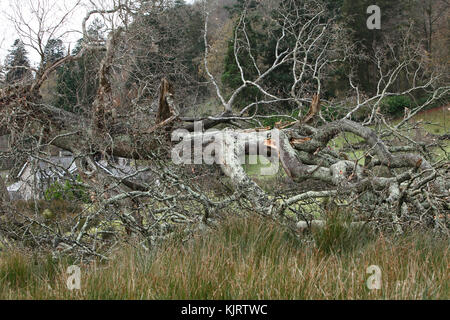 Riß Oak Tree Trunk, von Gale force Winds. Stockfoto