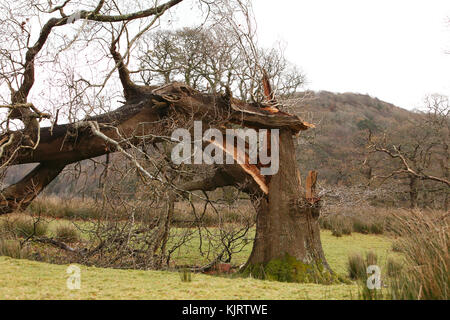 Riß Oak Tree Trunk, von Gale force Winds. Stockfoto