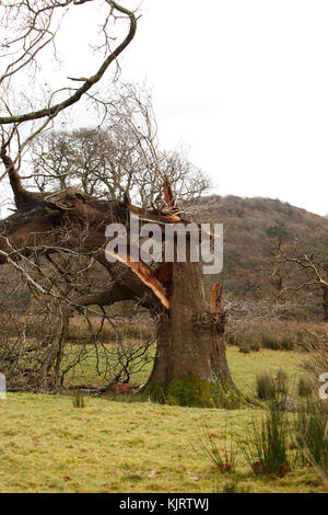 Riß Oak Tree Trunk, von Gale force Winds. Stockfoto