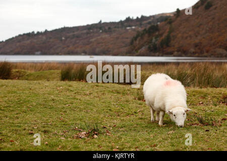 Welsh Mountain Schafe in Snowdonia. Stockfoto