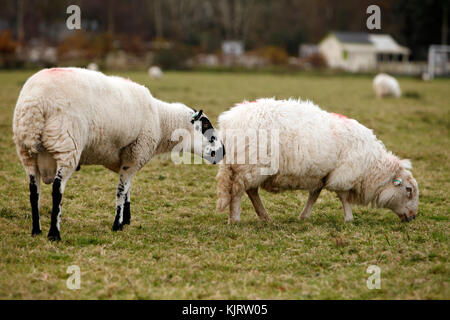 Kerry Hill Ram und Welsh Mountain Ewe, walisischen Schafe Vielfalt. Weiße Schafe mit schwarzen Markierungen. Stockfoto