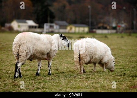 Kerry Hill Ram und Welsh Mountain Ewe, walisischen Schafe Vielfalt. Weiße Schafe mit schwarzen Markierungen. Stockfoto